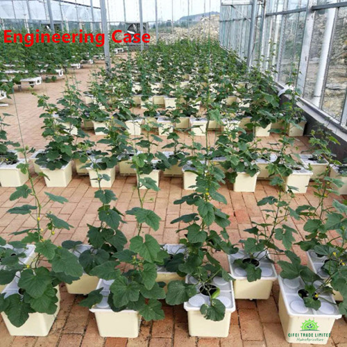 Photos of Dutch bucket system