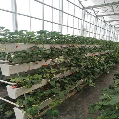 Photos of Strawberry Planting