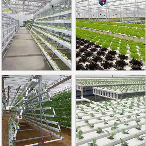 Photos of NFT Planting