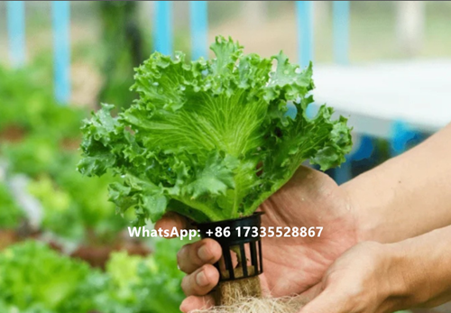 about hydroponic 1.png