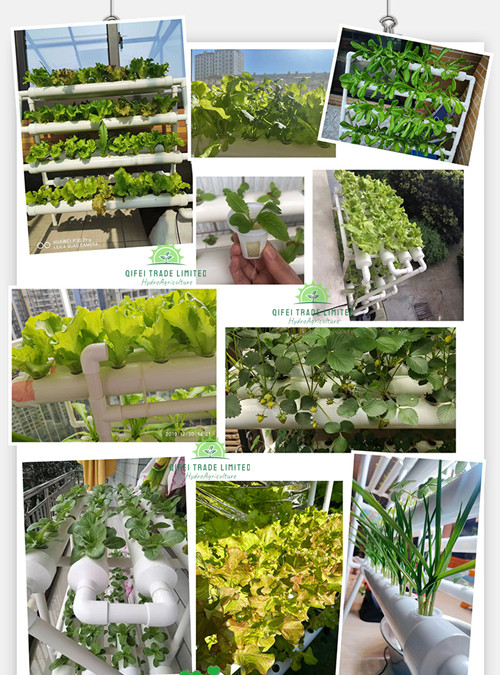 Application of hydroponics.jpg