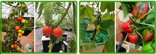 Dutch bucket hydroponic system (3).jpg
