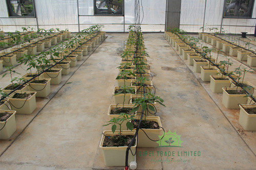 Dutch bucket hydroponic system (5).jpg