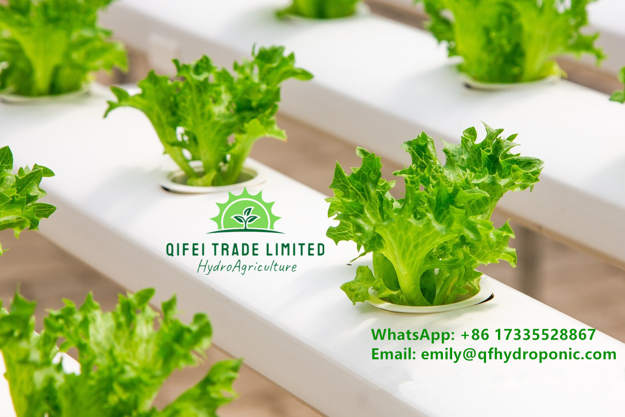 greenhouse-2139527_1280_副本_副本.jpg