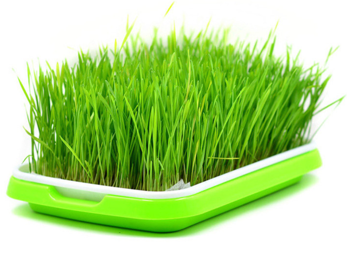 1762695991356110.png seedling tray (2).png