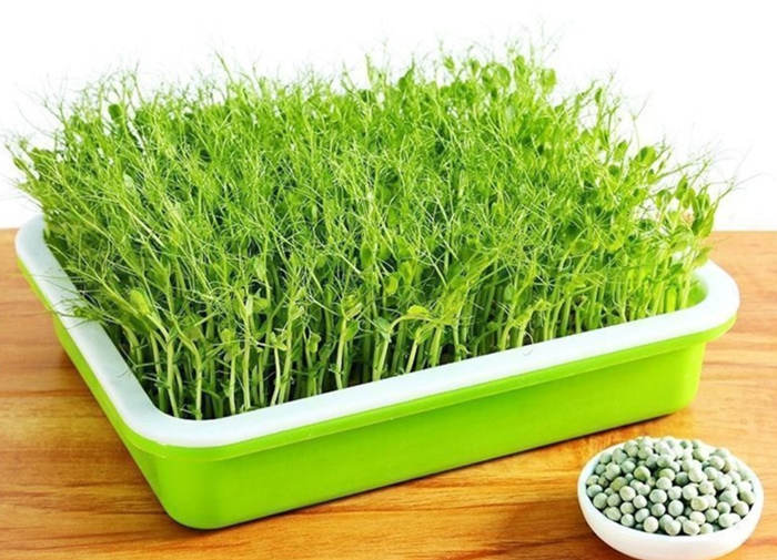 1762696006468230.png seedling tray (6).png