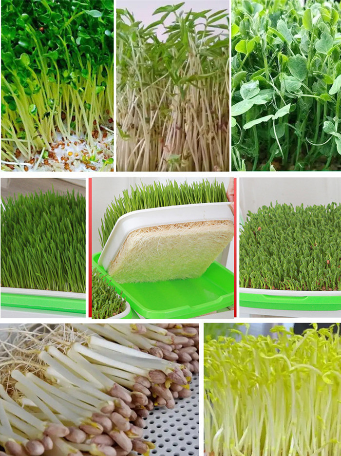 seedling tray (1).jpg